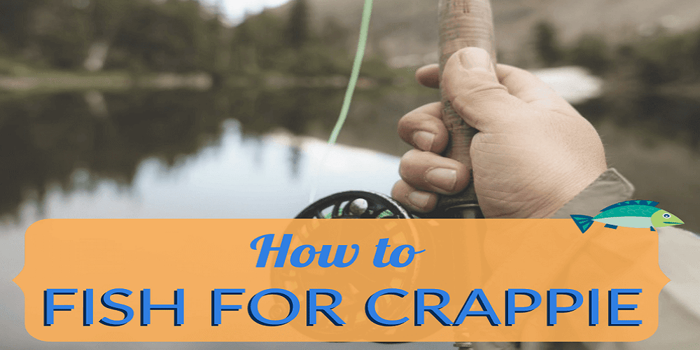 Fishing A Drop Shot Rig For Crappie - Lake Gadgets