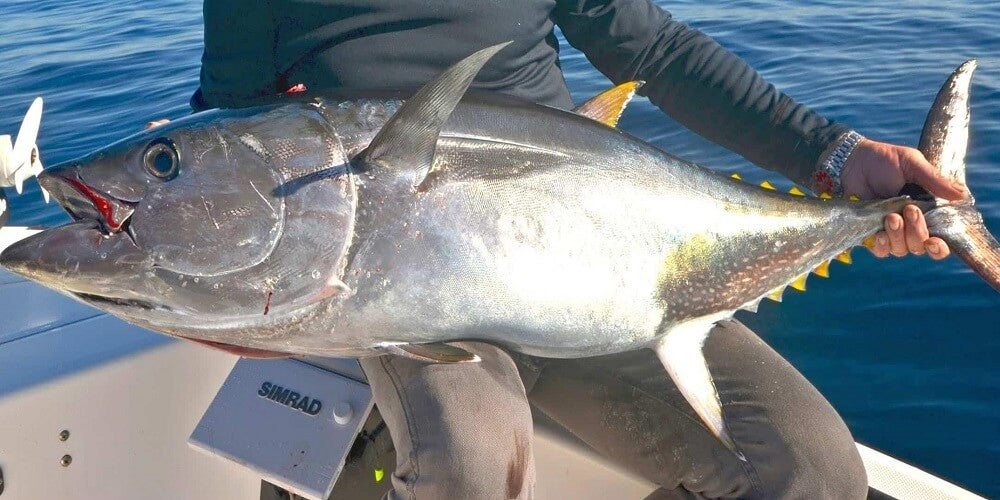 Big Blackfin Tuna Fishing