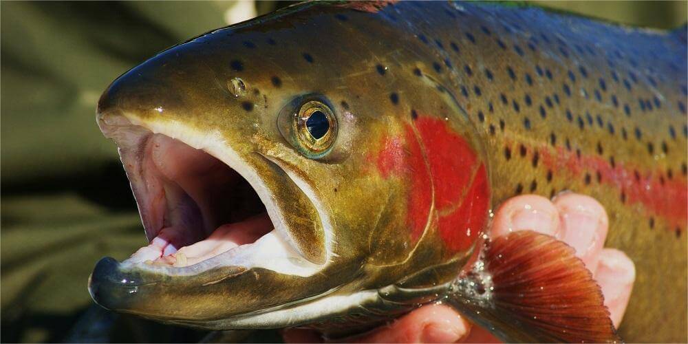 Trout Fishing Guide and Best Tackle Recommendations