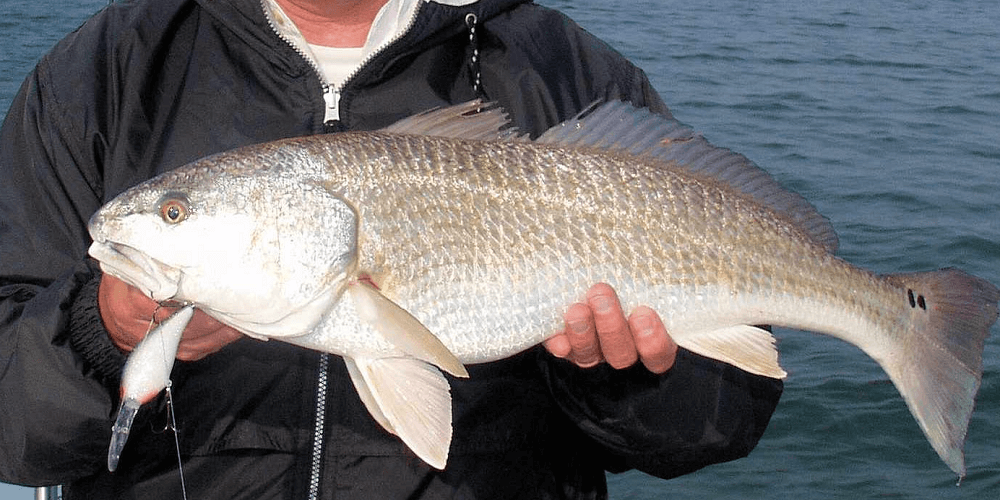 3 Best Redfish Reels + Redfish Fishing Tips