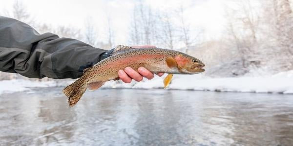 How to Catch Fish in the Cold (Without Losing Your Mind)