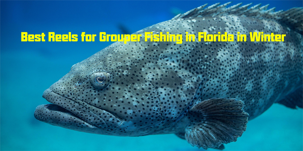 Best Reels for Grouper Fishing in Florida in Winter