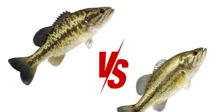 Largemouth vs. Spotted Bass: A Visual Guide to Identifying These Popular