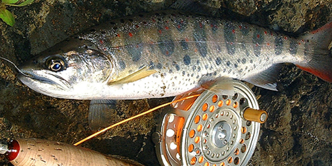 What is Fly Fishing? Essential Gear Guide