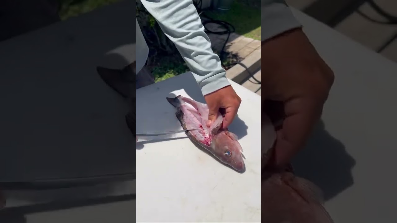 GOMEXUS FILLET KNIFE