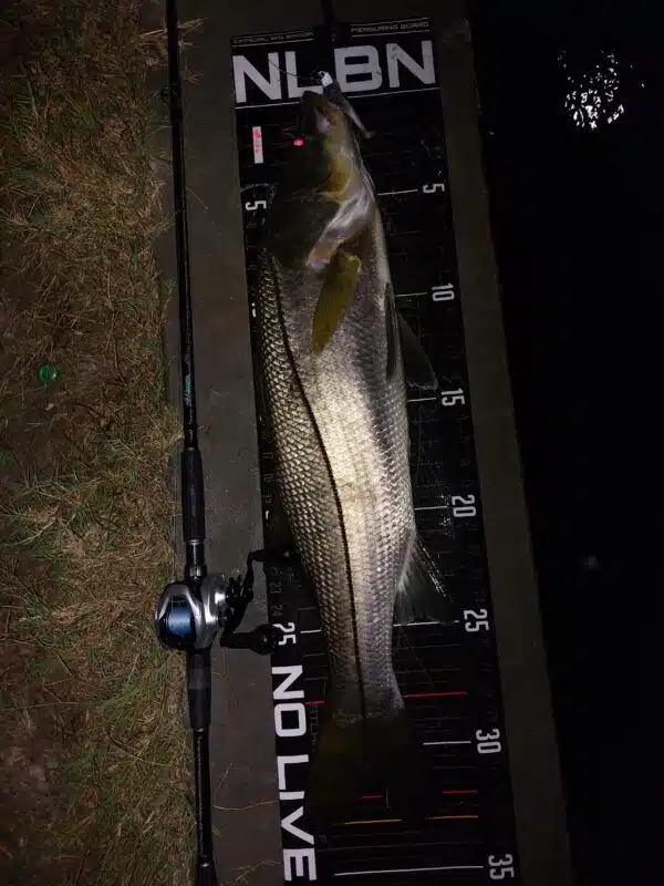 Image #4 from Vince Capuano