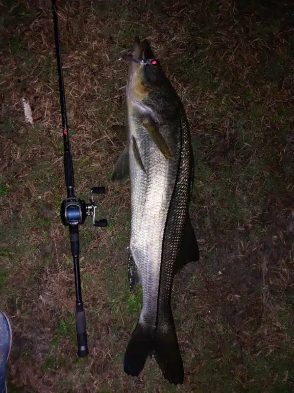 Image #2 from Vince Capuano