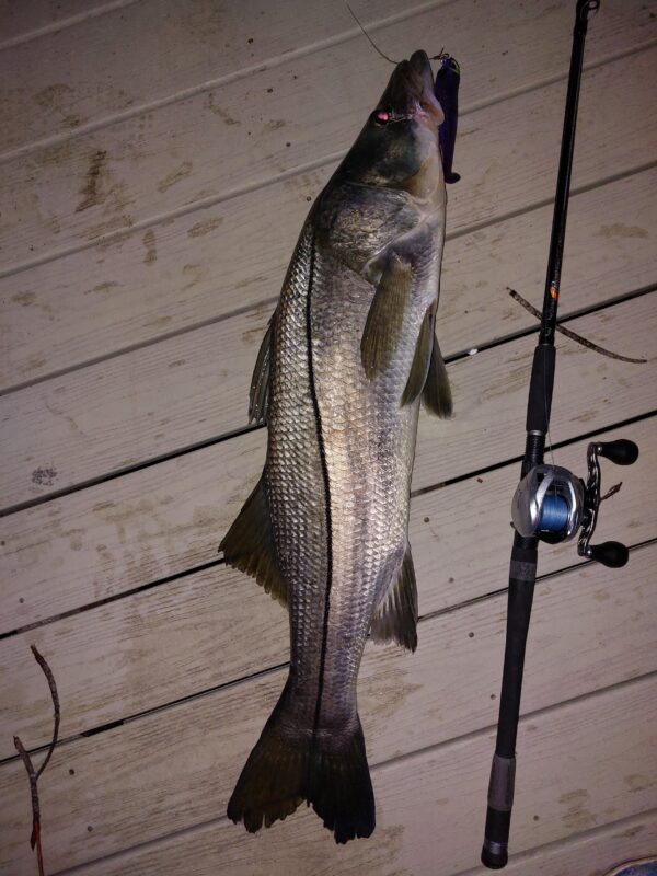 Image #3 from Vince Capuano