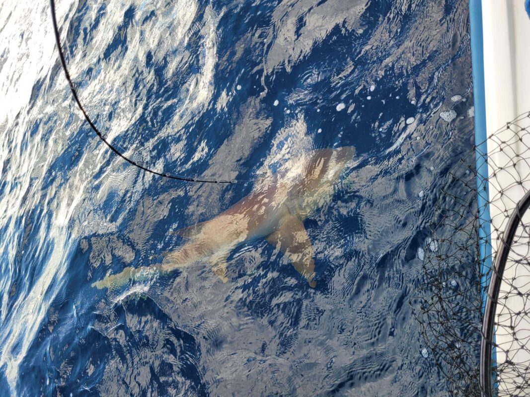 Image #2 from JOSE APONTE