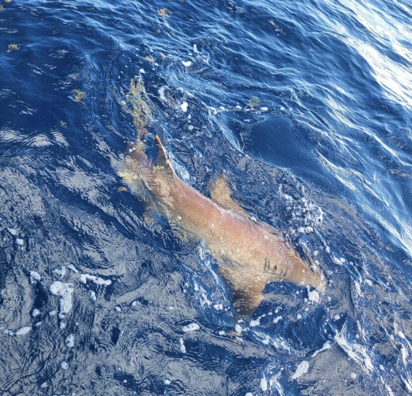 Image #1 from JOSE APONTE