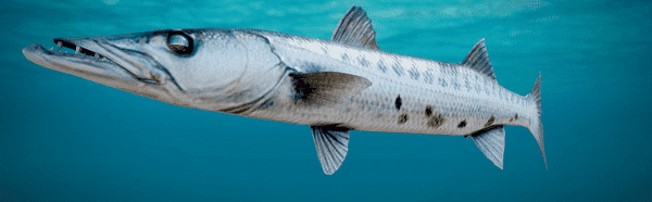Barracuda