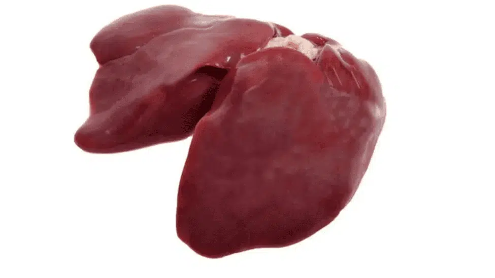 4 common catfish fishing guides 2 The best bait for catfish fishing