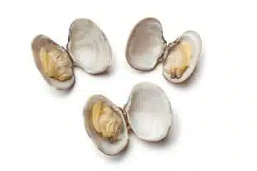 The Choice Of Baits For Saltwater Fishing