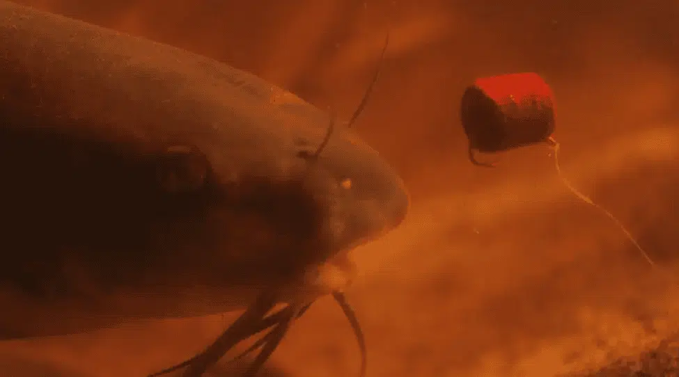 4 common catfish fishing guides 4 The best bait for catfish fishing