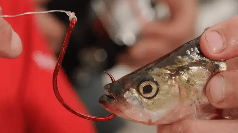 The best bait for catfish fishing