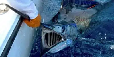 5 Offshore Fishing Tips for Beginners