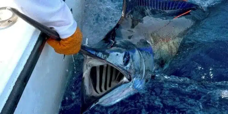 5 Offshore Fishing Tips for Beginners