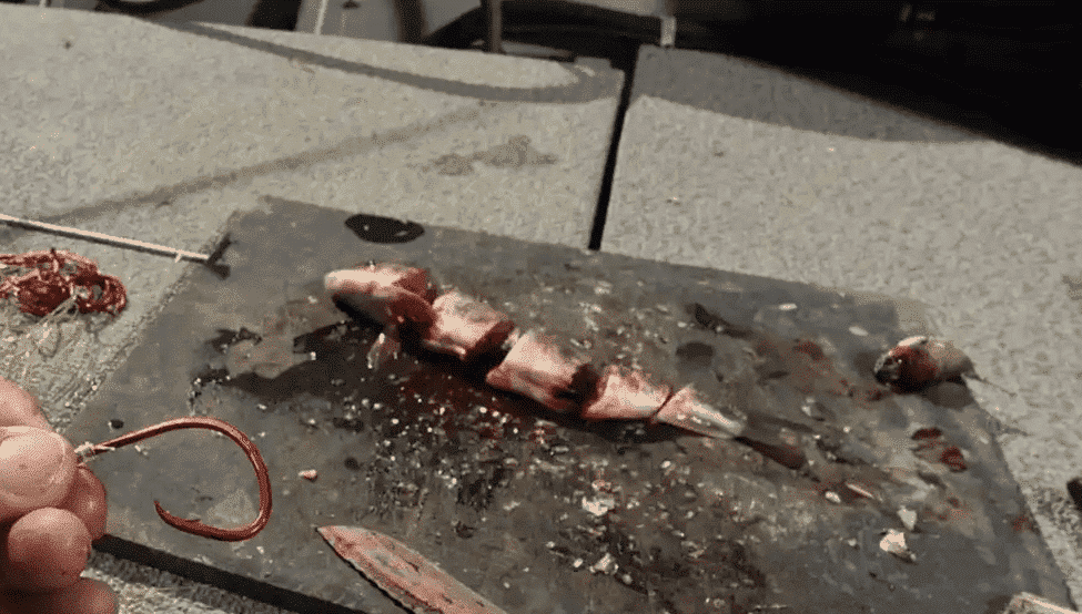 4 common catfish fishing guides 6 The best bait for catfish fishing