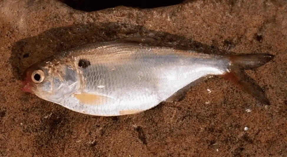 The best bait for catfish fishing