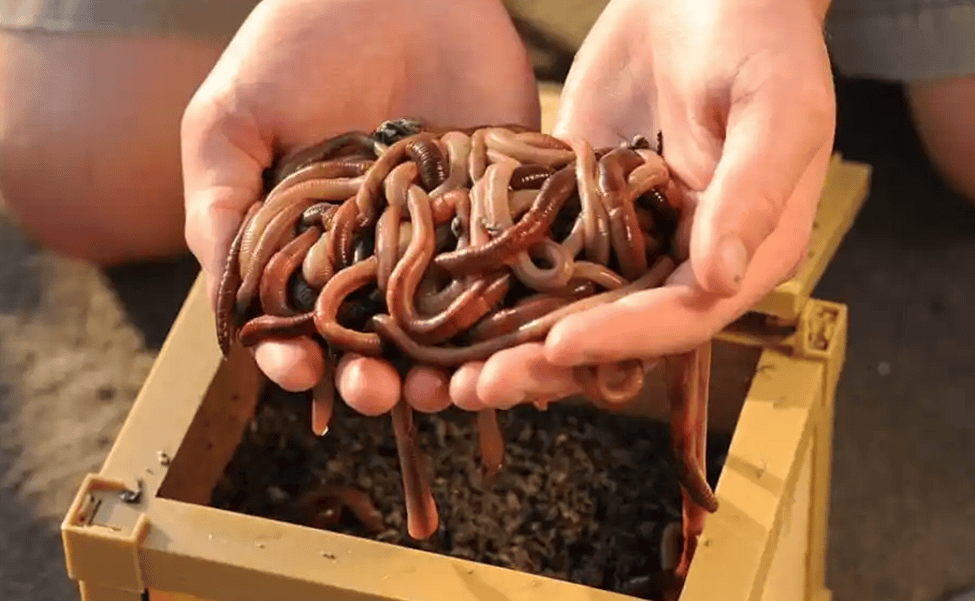 4 common catfish fishing guides 8 The best bait for catfish fishing