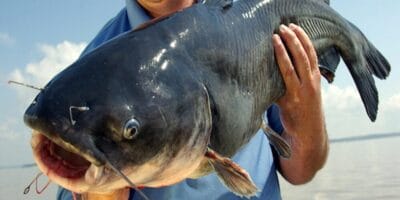 8 common catfish fishing guides