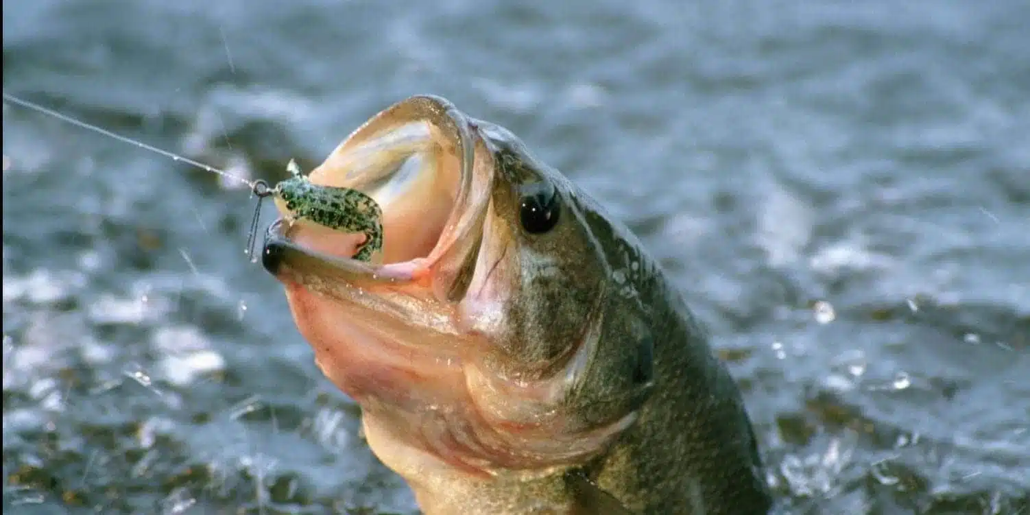 Banner largemouth bass in water 5220873