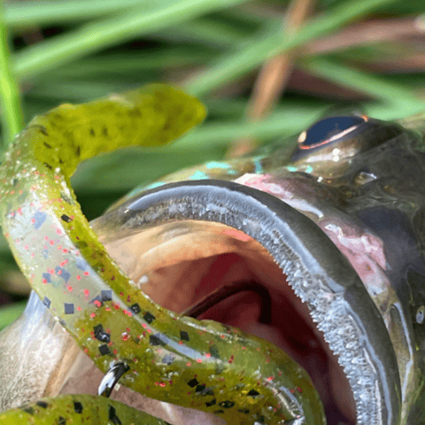 Top Tips to Prevent Guthooking Largemouth Bass: A Complete Guide for Anglers 2 Fish with lure in its mouth