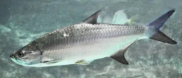 Inshore Fishing Ultimate Guide 5 Tarpon