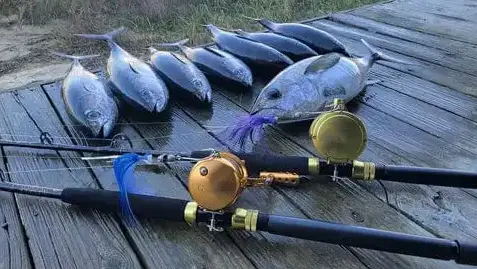 catch and release fishing tips：Reel-in-the-Biggest-Catch-Yet-with-Our-Handpicked-Best-Offshore-Trolling-Reels-