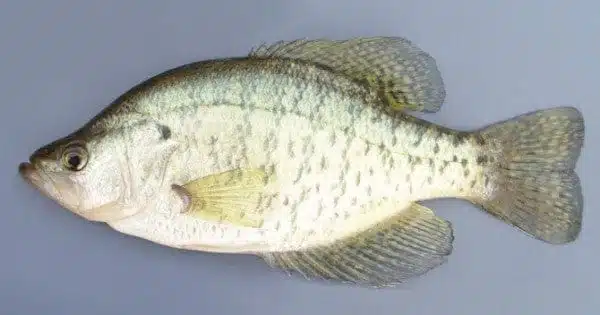 How to Fish for Crappie: The Ultimate Guide 2 white crappie