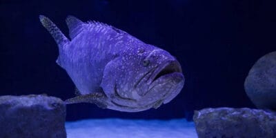 Best saltwater trolling reel for grouper