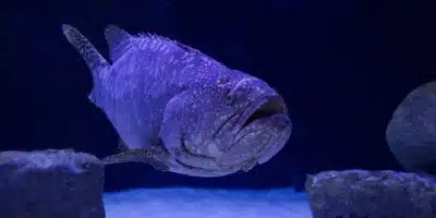 Best saltwater trolling reel for grouper