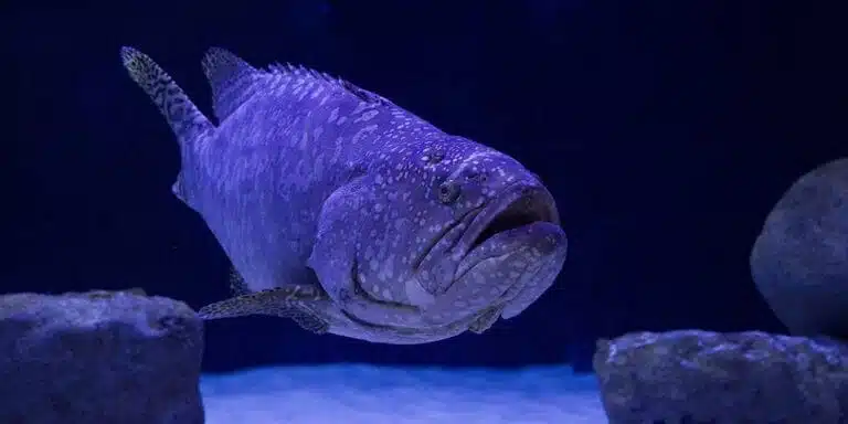 Best saltwater trolling reel for grouper