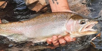 cut Rooster Tail Grand Slam main