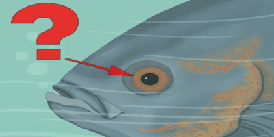 fishing eye secret