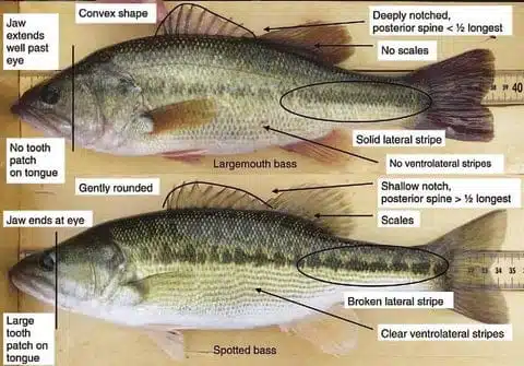 Largemouth vs. Spotted Bass: A Visual Guide to Identifying These Popular 2 Comparison of largemouth and spotted bass