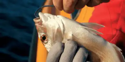 Top Tips to Prevent Guthooking Largemouth Bass: A Complete Guide for Anglers 7 hook Fish