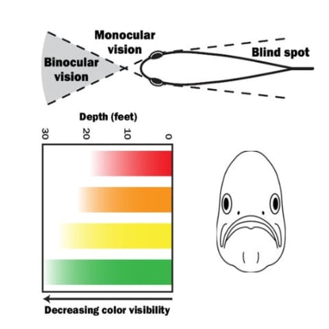 Diagram of fish binocular vision and underwater color visibility spectrum