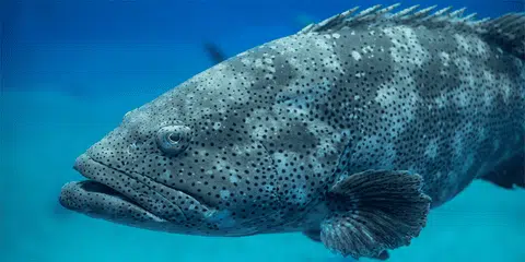 Best Reels for Grouper Fishing in Florida in Winter 5 Tips for Fishing for Grouper