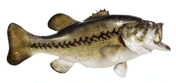largemouth bass