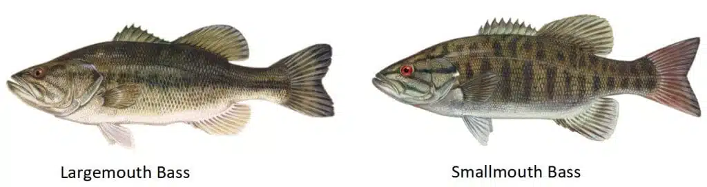 smallmouth bas largemouth bass
