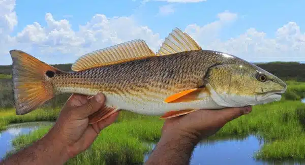 Inshore Fishing Ultimate Guide 3 redfish