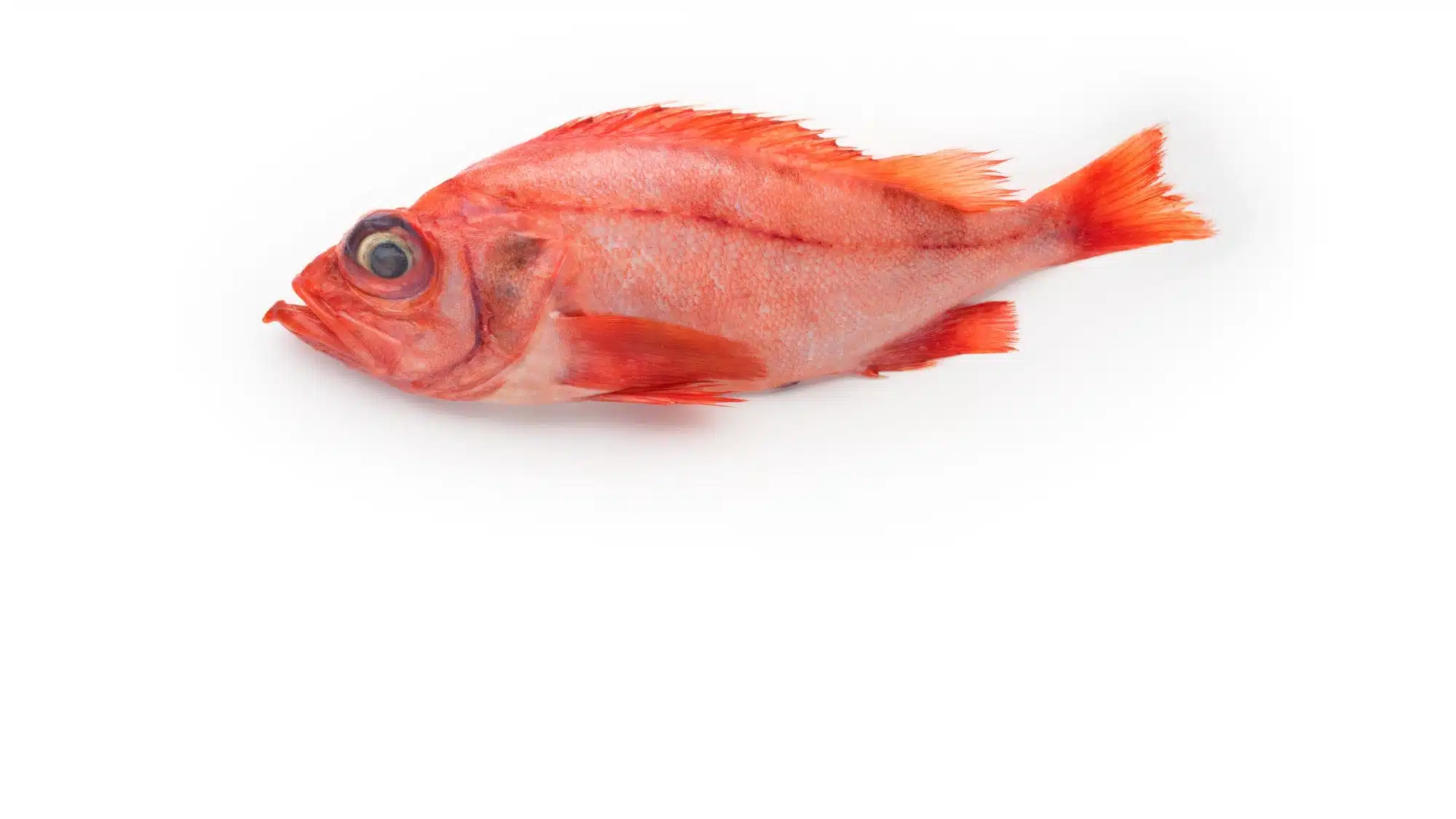 The Most Common Saltwater Fish