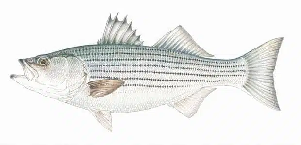 The Most Common Saltwater Fish