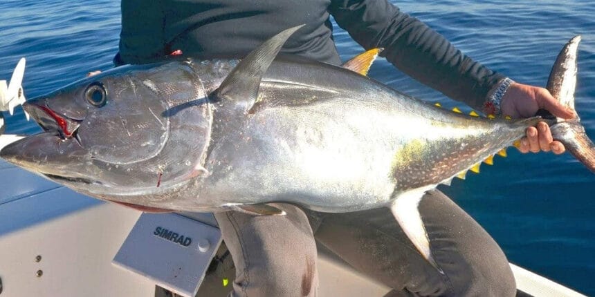 The Most Complete Guide To Tuna Fishing Techniques the-most-complete-guide-to-tuna-fishing-techniques