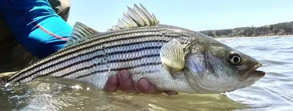 Striped Bass