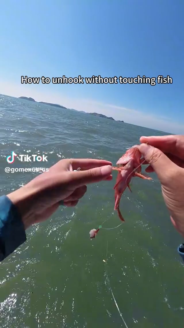 Gomexus-Home 44 gomexus fish grapper